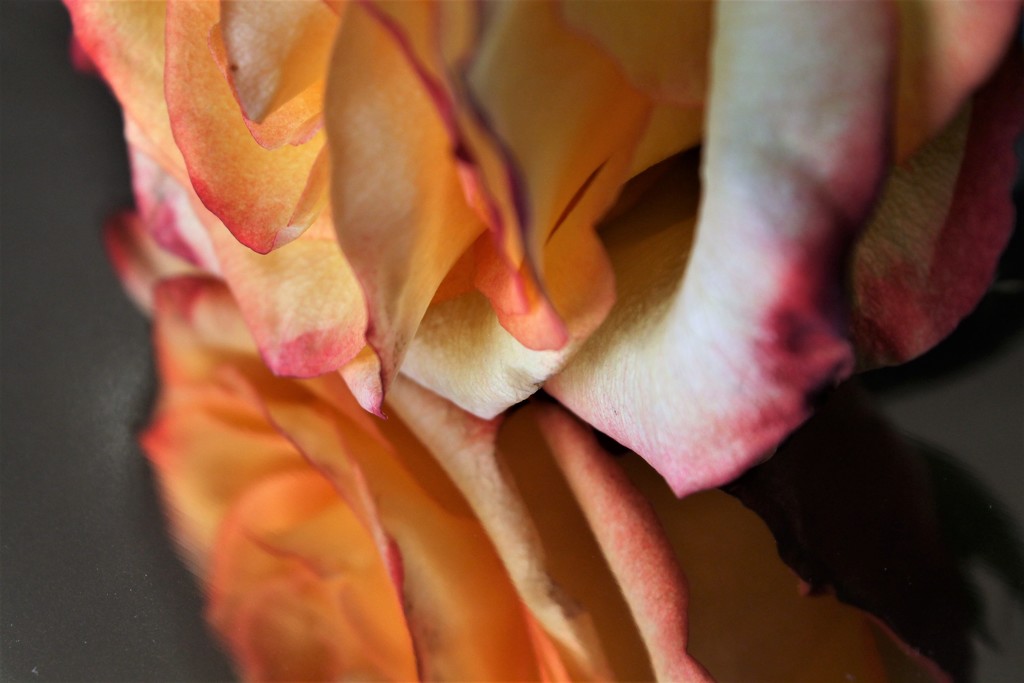 Reflected Rose by granagringa