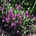 Meadow Sage (Perennial Salvia) by bjchipman