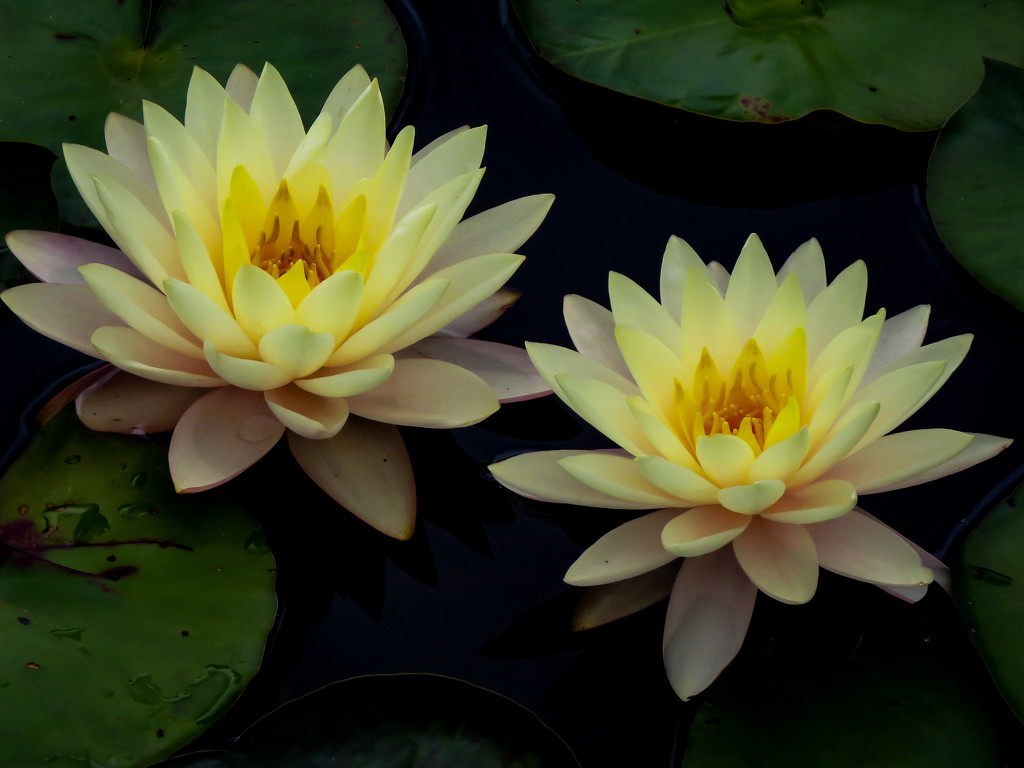 Nothing More Serene That Water Lilies by milaniet