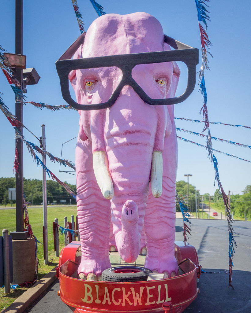  Pink Elephant by rosiekerr