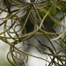 Spanish Moss Up Close! by rickster549