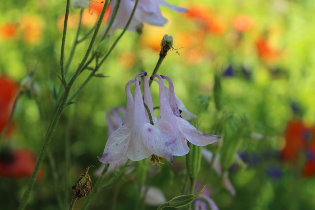 bells by edorreandresen