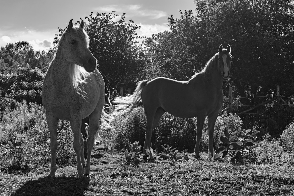 Sunset Horses by farmreporter