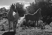 20th Jun 2017 - Sunset Horses