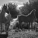 Sunset Horses by farmreporter