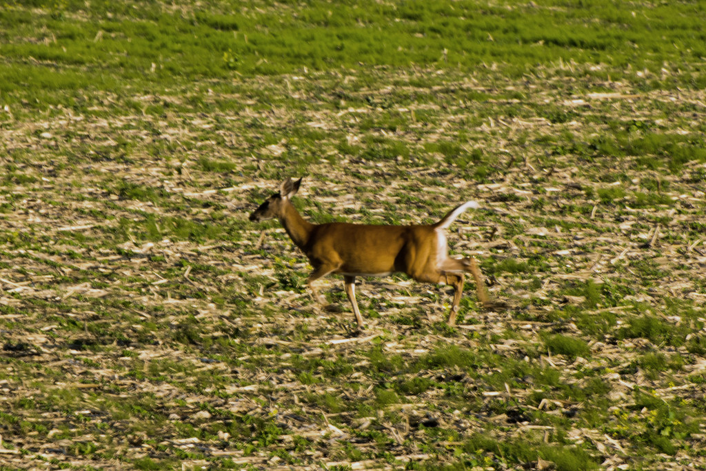 Deer Me! by farmreporter