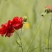 Wild flowers by shepherdmanswife