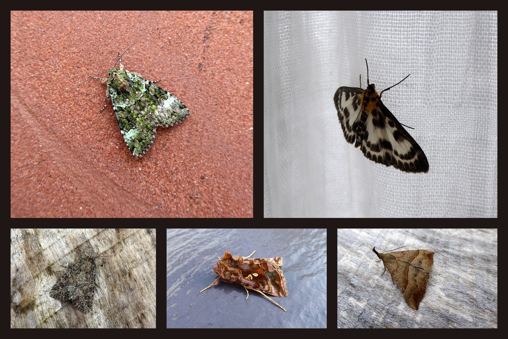Early june moths 2 by steveandkerry