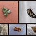 Early june moths 2 by steveandkerry