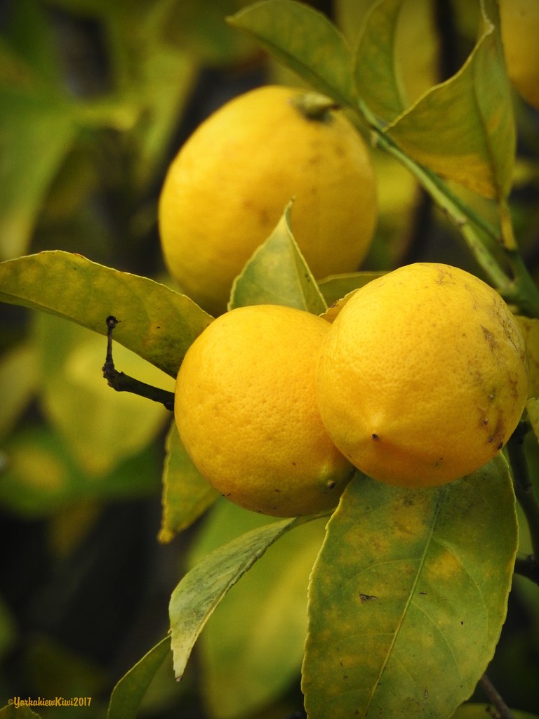 Lemons by yorkshirekiwi