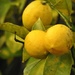 Lemons by yorkshirekiwi