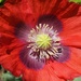 glorious red - self seeded in our garden by quietpurplehaze