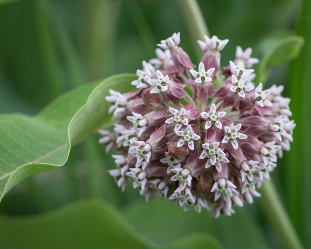 Milkweed flower by lindasees