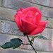 Mum's rose by bigmxx