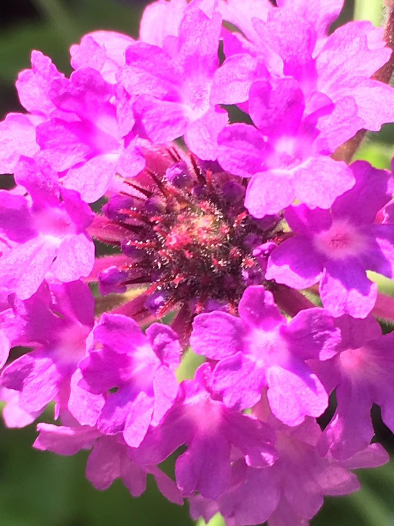 Verbena Flowerr by cataylor41