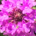 Verbena Flowerr by cataylor41