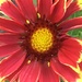 Galideria Flower  by cataylor41