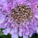 Scabious Flower by cataylor41