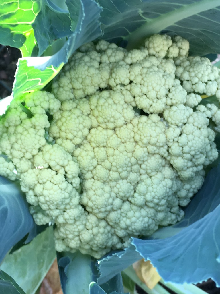 First Cauliflower I have ever grown by cataylor41