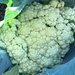 First Cauliflower I have ever grown by cataylor41
