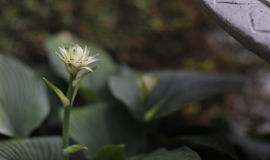Hosta Flower by loweygrace