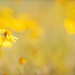 prairie flowers by aecasey