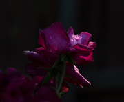 21st Jun 2017 - Rose with raindrop