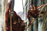 21st Jun 2017 - Orangutan Family