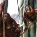 Orangutan Family by randy23
