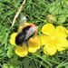 Busy Bee by bigmxx