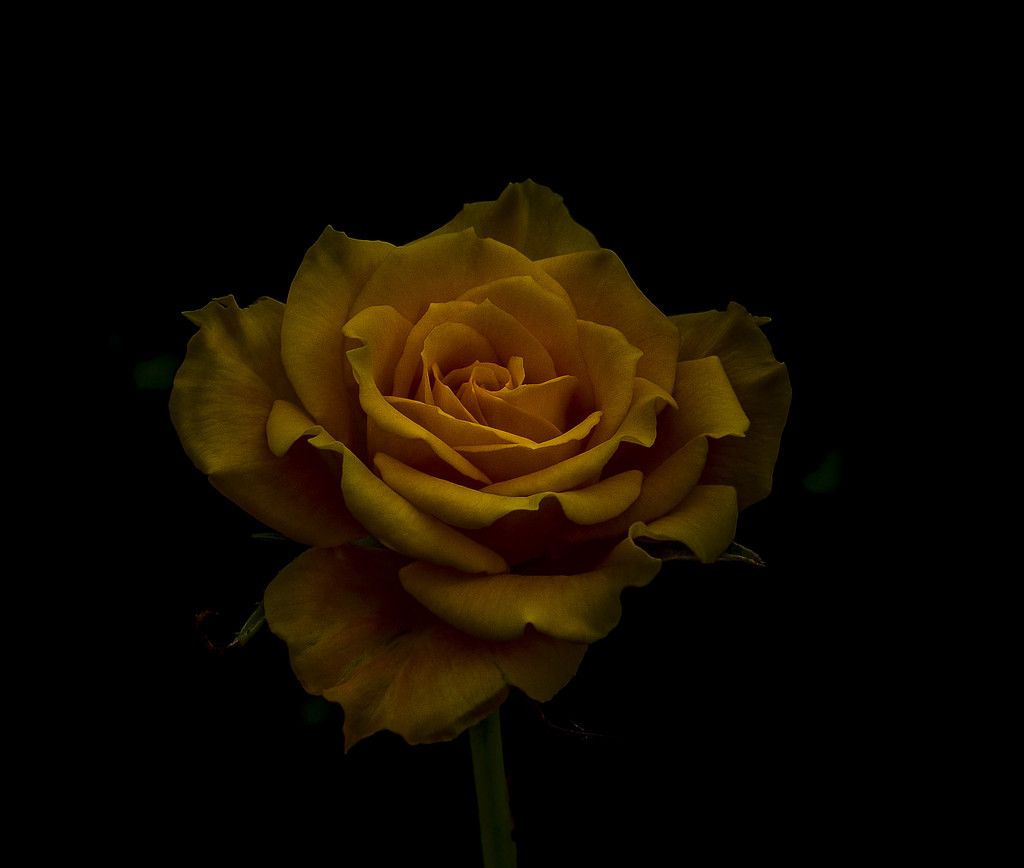 Miniature Rose by tonygig