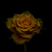 Miniature Rose by tonygig