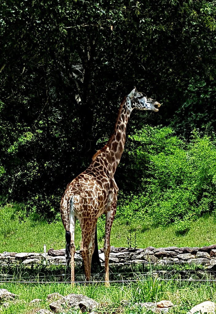 Giraffe Day  by jo38