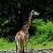 Giraffe Day  by jo38
