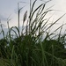 Wild Growing Grass  by jo38