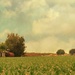 Country Farm  by joysfocus