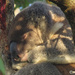 winter sun by koalagardens