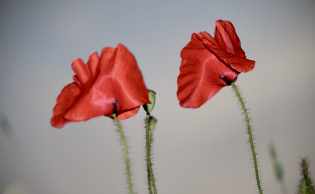 Pair of Dancing Poppies by phil_sandford
