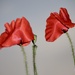 Pair of Dancing Poppies by phil_sandford