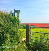 21st Jun 2017 - Footpath to the poppies 