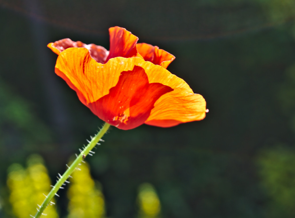 Backlit Poppy by phil_howcroft
