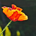 Backlit Poppy by phil_howcroft