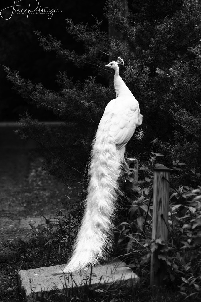 White Peacock B and W by jgpittenger