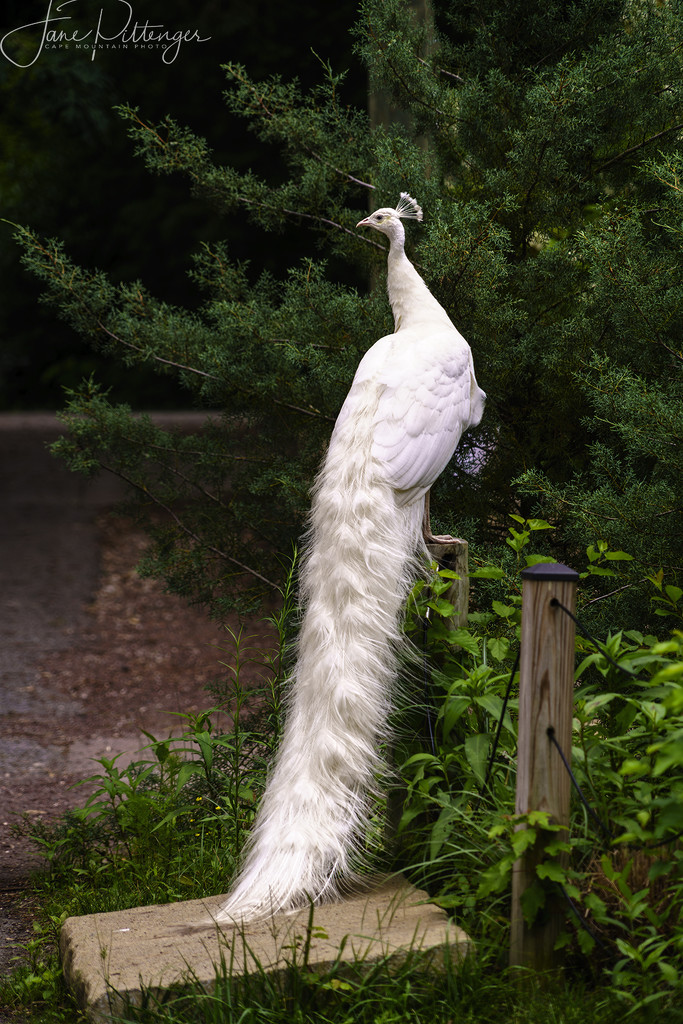 White Peacock by jgpittenger