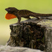 Lizard Doing Push-ups on the Tree Stump! by rickster549