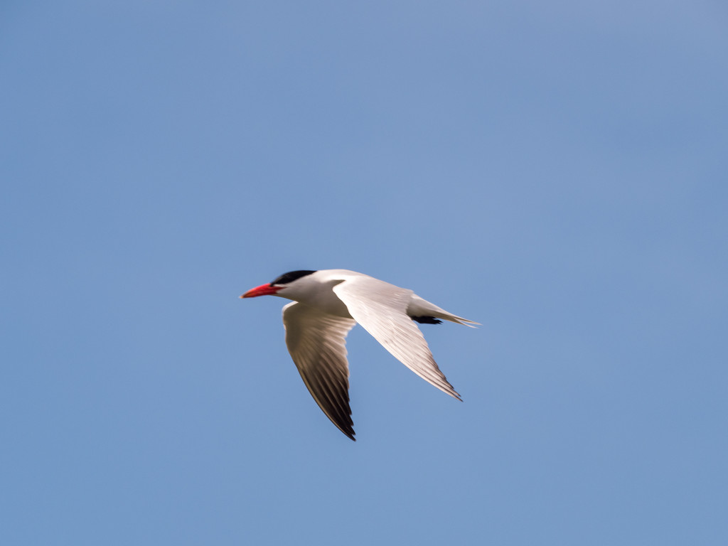 Common Tern by rminer