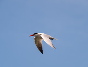 21st Jun 2017 - Common Tern