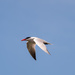 Common Tern by rminer