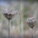 Winter Queen Anne's Lace by yorkshirekiwi