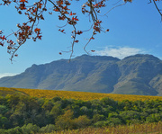 22nd Jun 2017 - Stellenboschberg in Autumn hues......